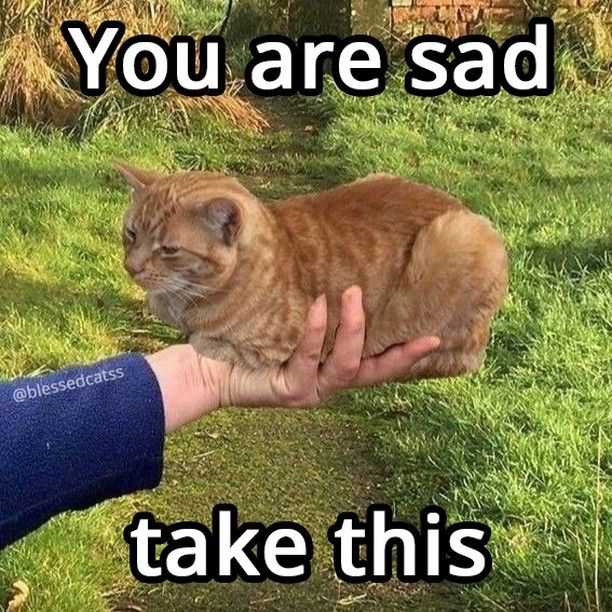You are sad, take this cat!